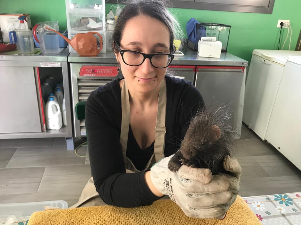 Volontaria tiene un istrice durante le cure.