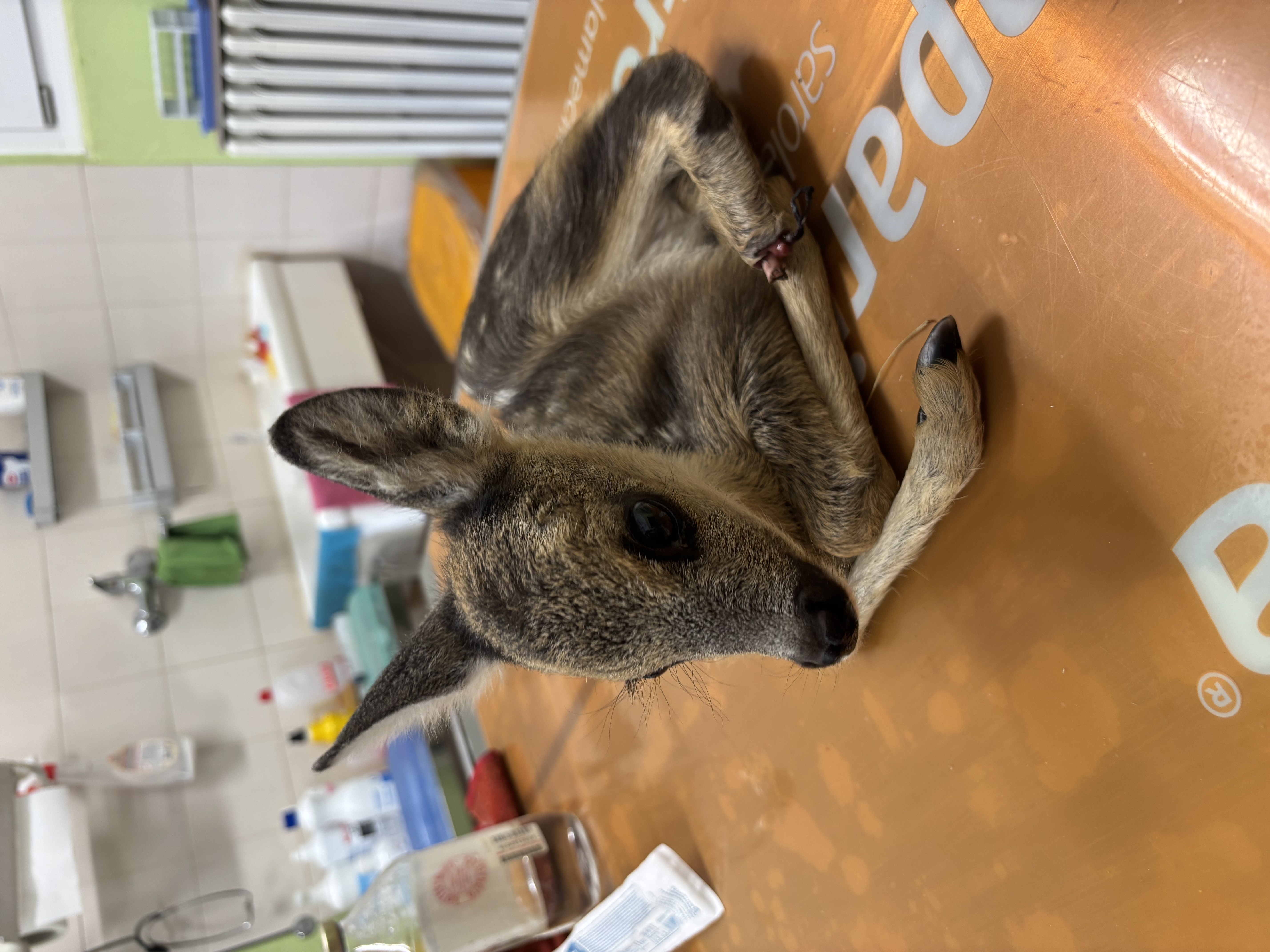Cucciolo di cervo in sala visite.