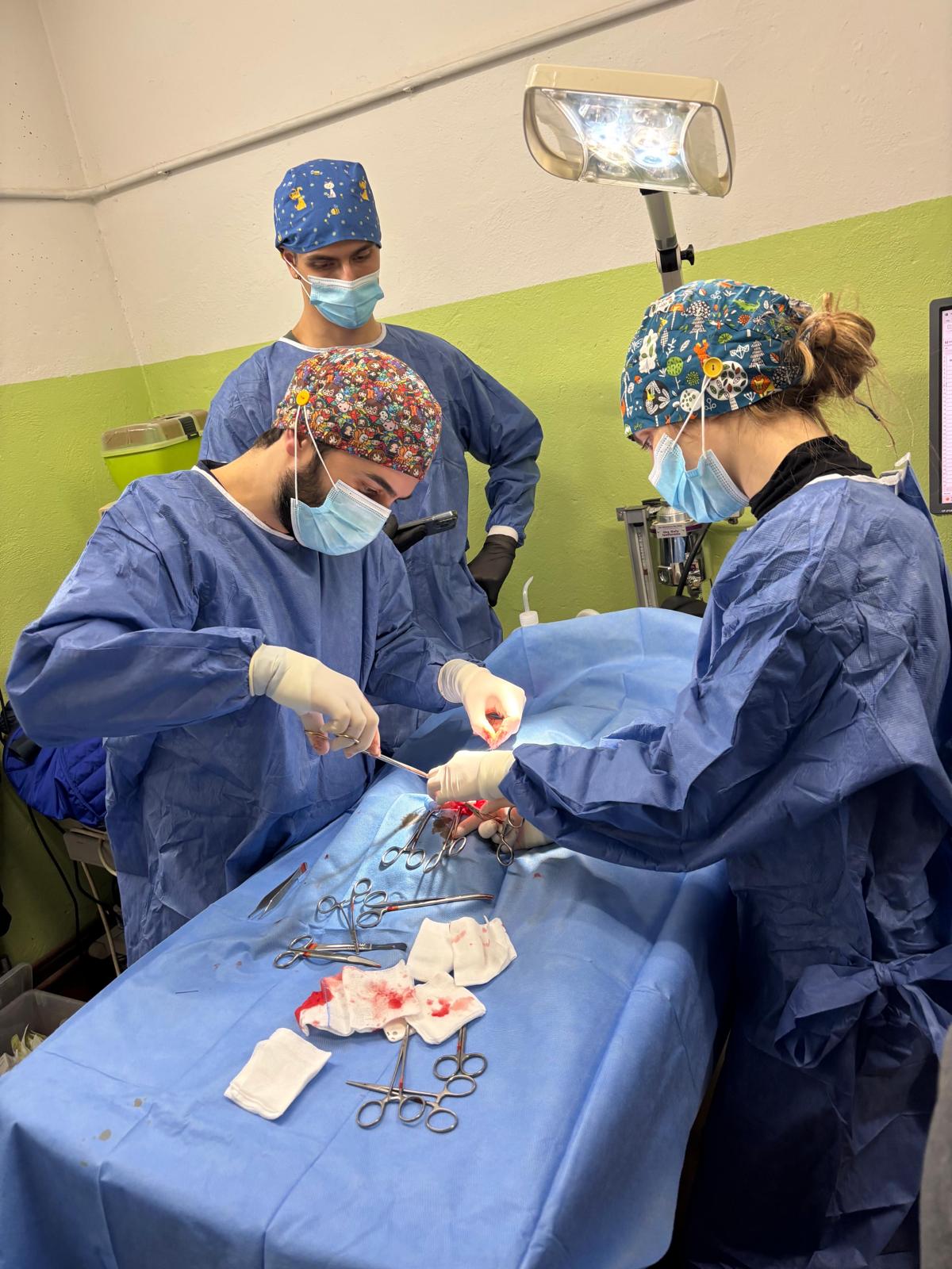 Equipe veterinaria durante un intervento chirurgico.