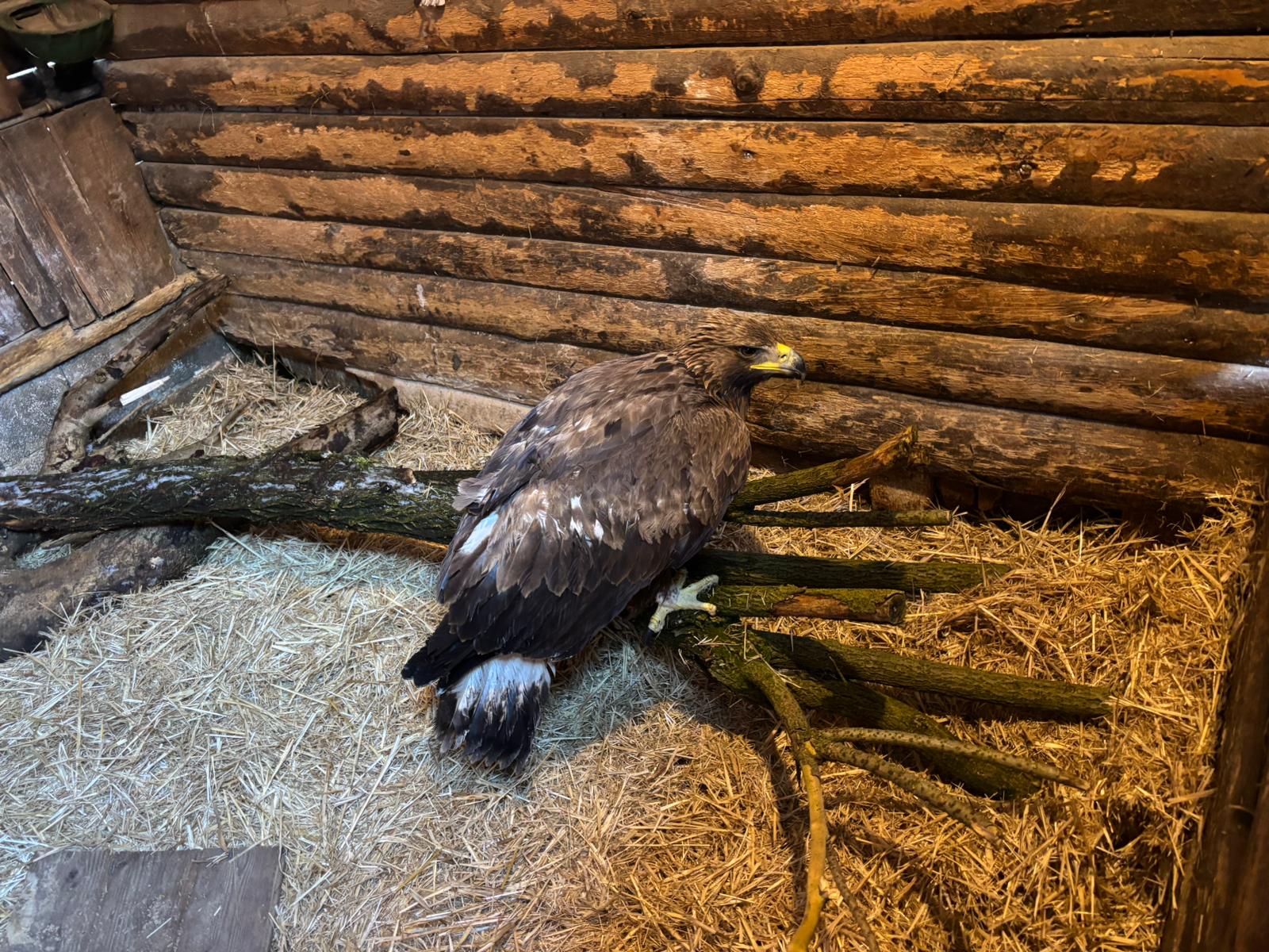 Aquila in fase di recupero all'interno di una struttura.